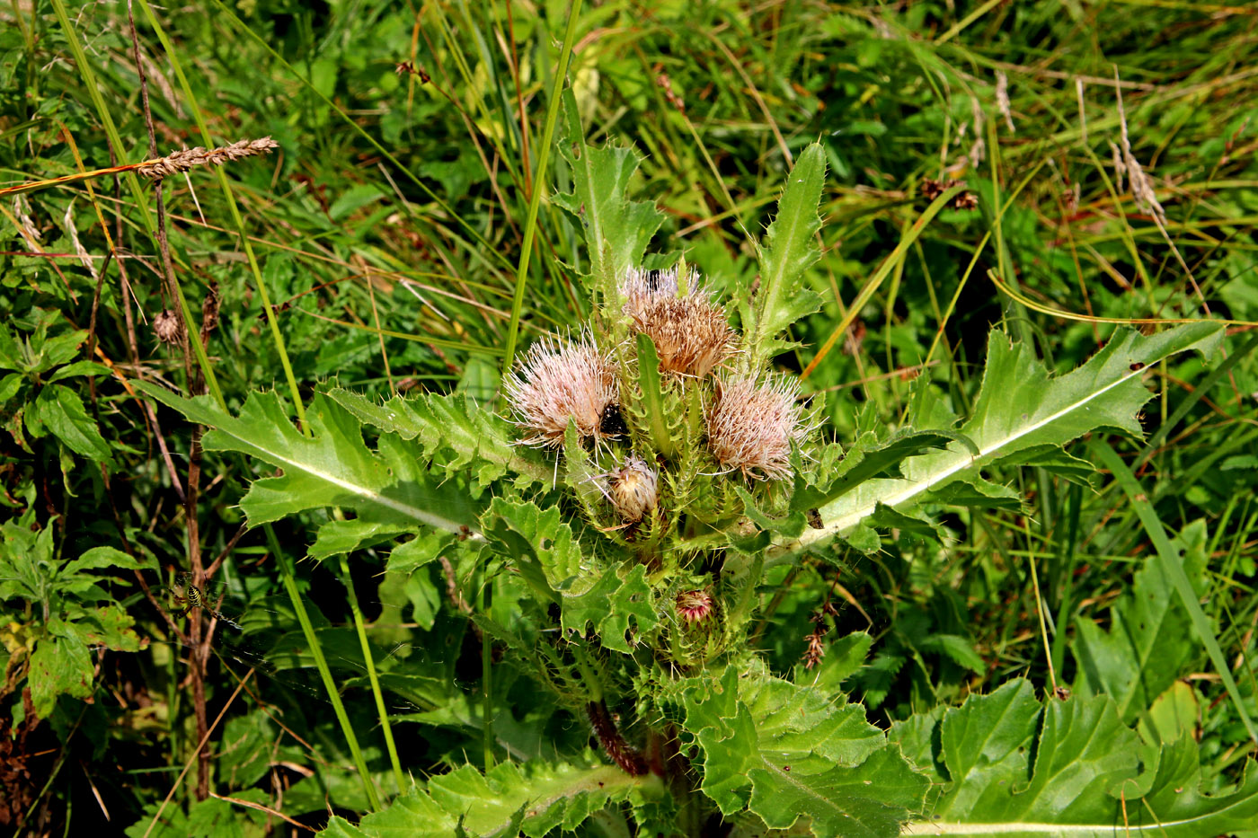 Image of Cirsium esculentum specimen.