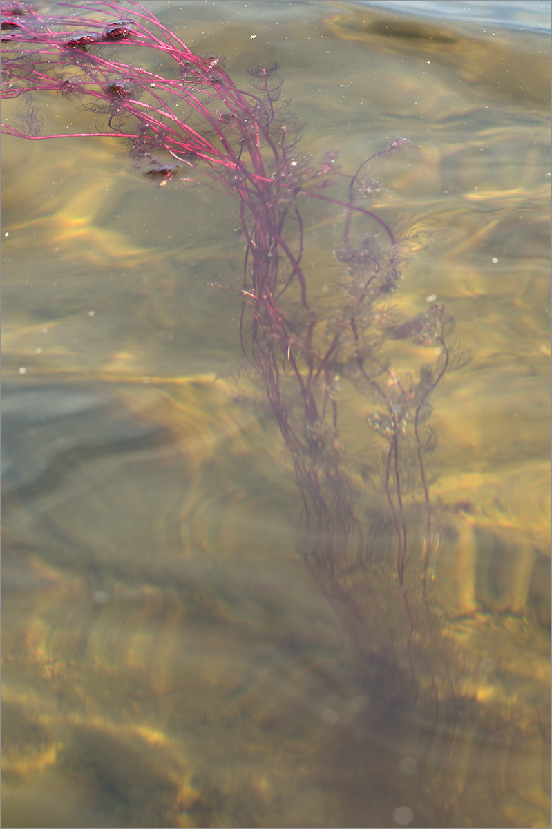 Изображение особи Myriophyllum alterniflorum.