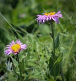 семейство Asteraceae. Верхушки цветущих растений. Абхазия, Гагрский р-н, 1850 м н.у.м., каменистый субальпийский луг. 12.06.2025.
