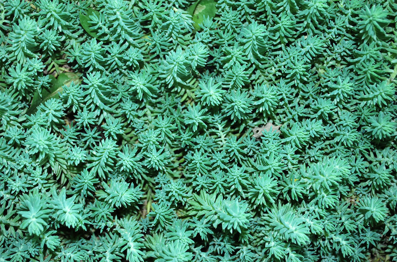 Изображение особи Sedum acre.