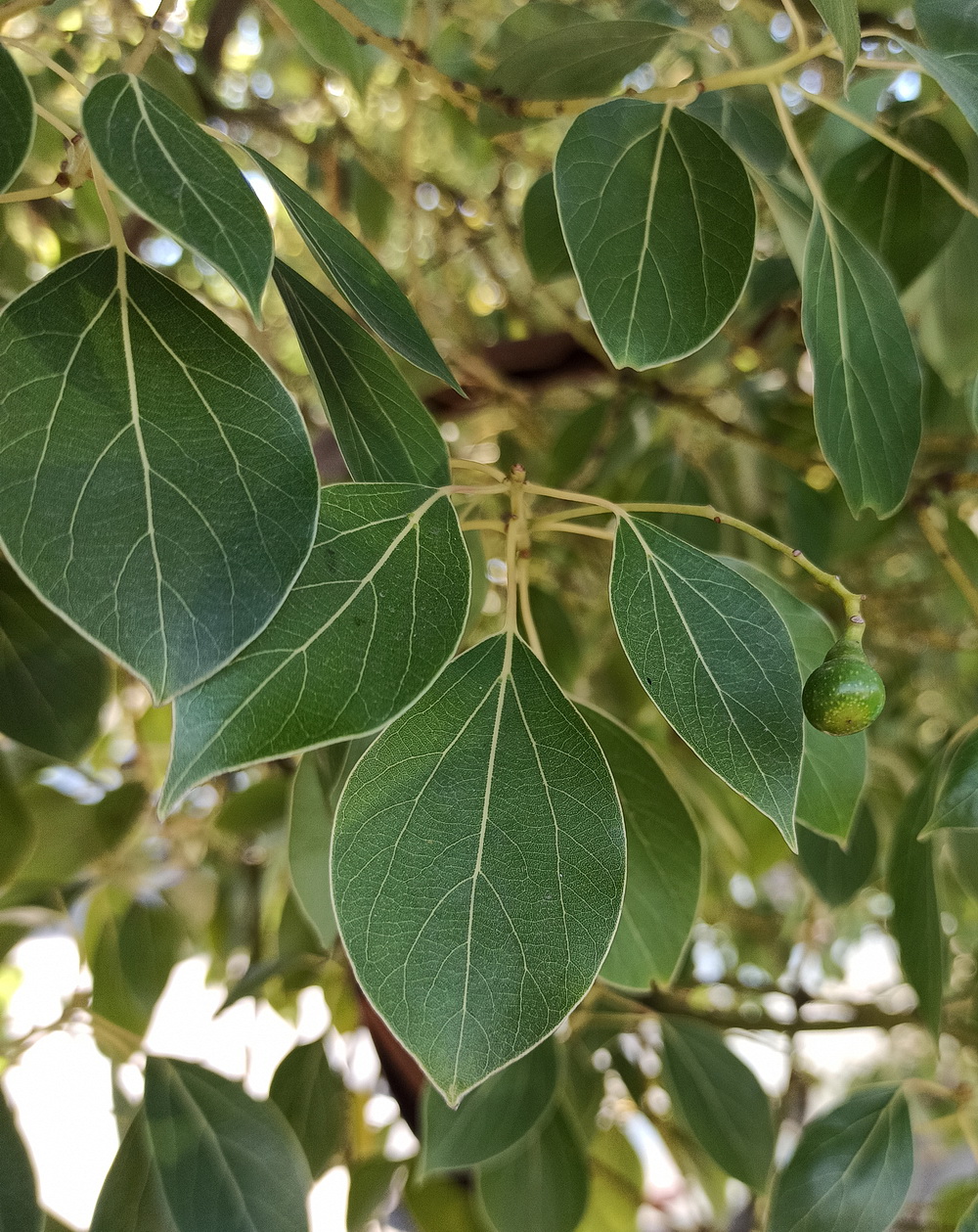 Изображение особи Cinnamomum camphora.