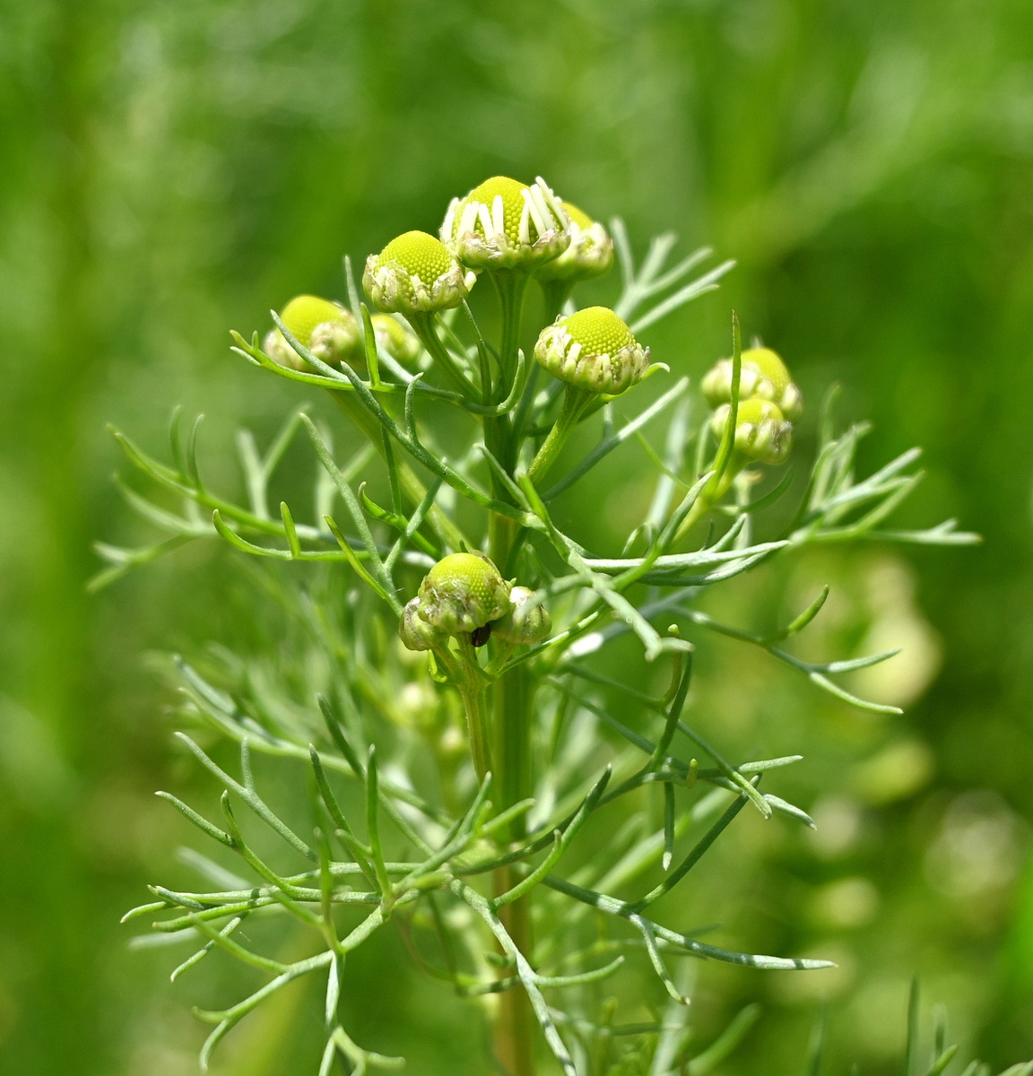 Изображение особи Matricaria recutita.