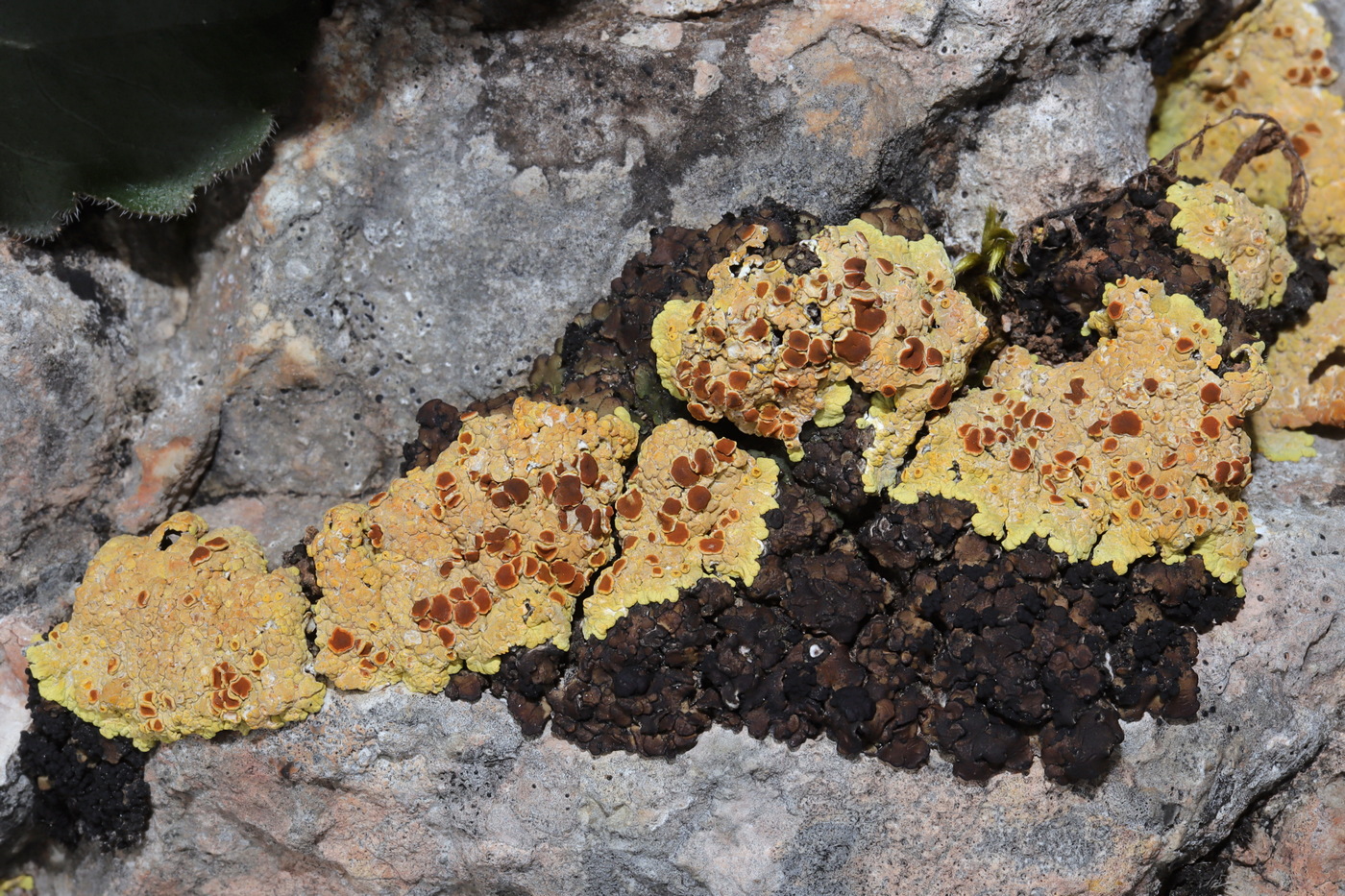 Изображение особи Fulgensia fulgens.