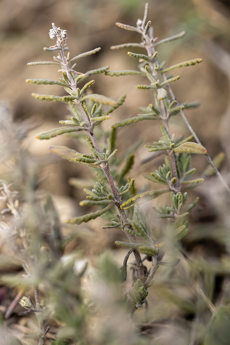 Image of Teucrium capitatum specimen.