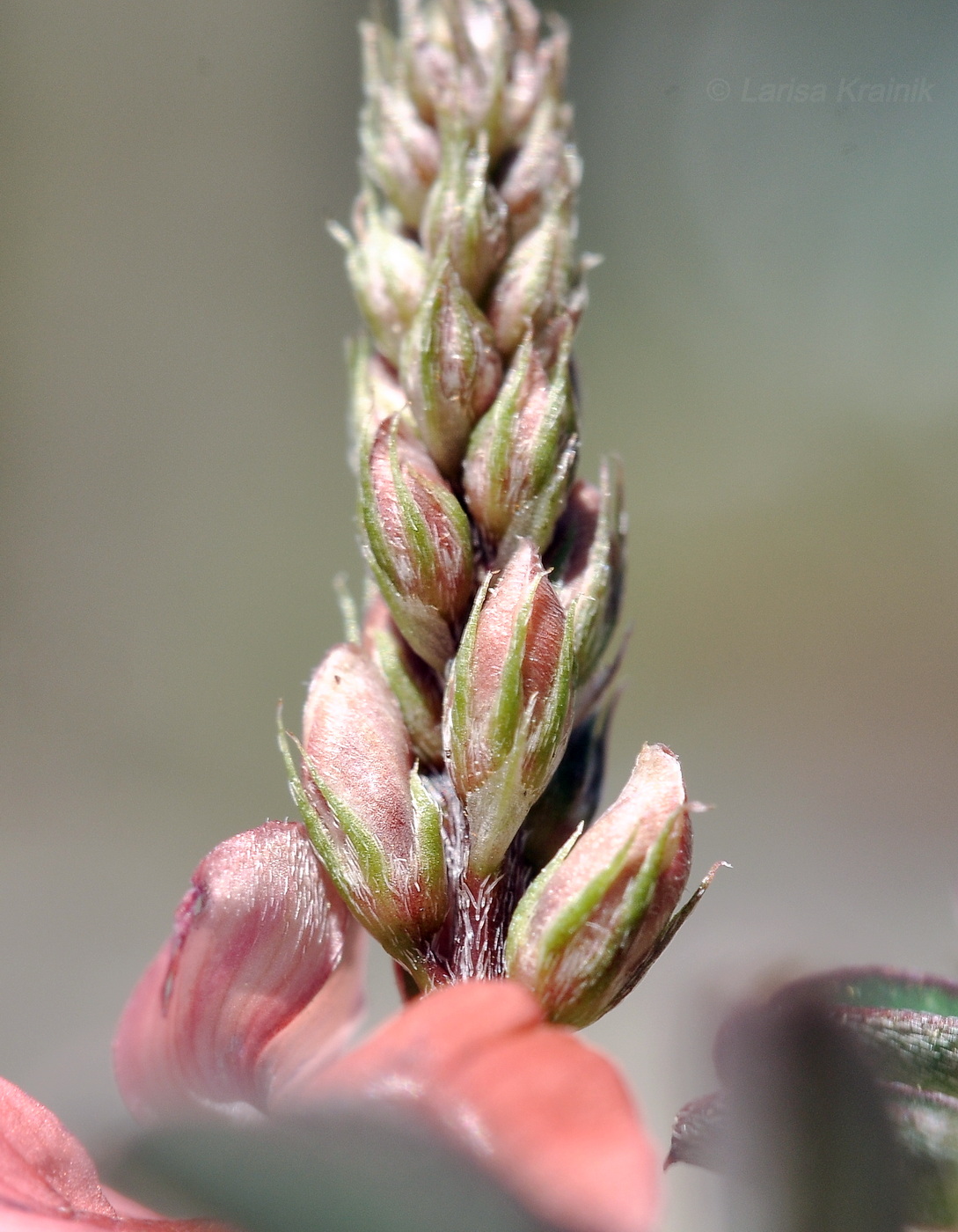 Image of Indigofera hendecaphylla specimen.