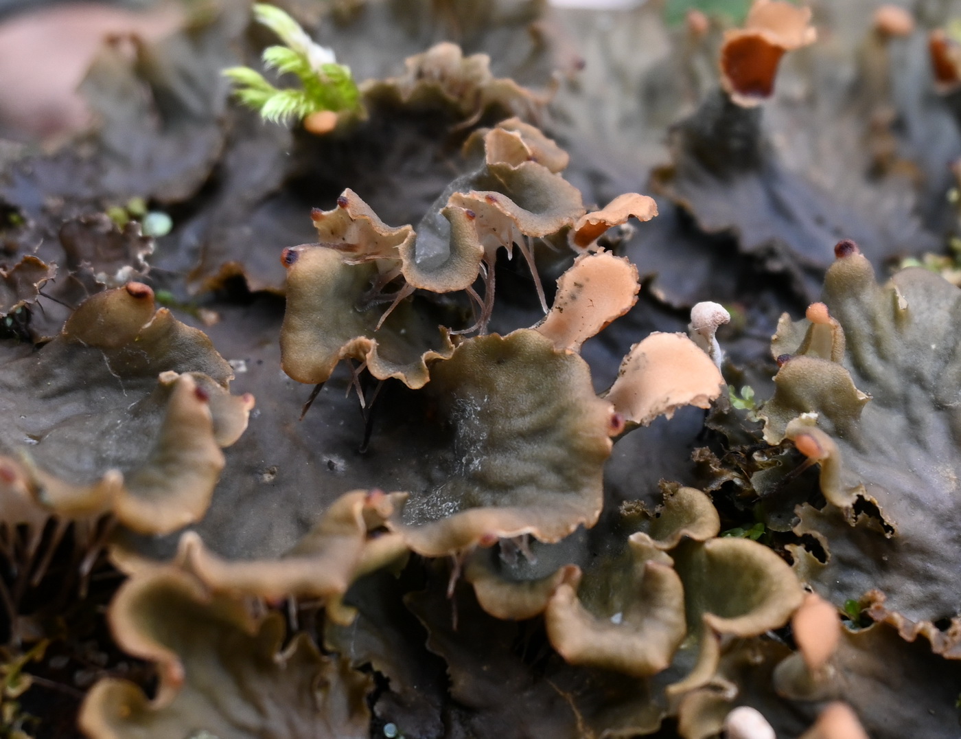 Изображение особи род Peltigera.