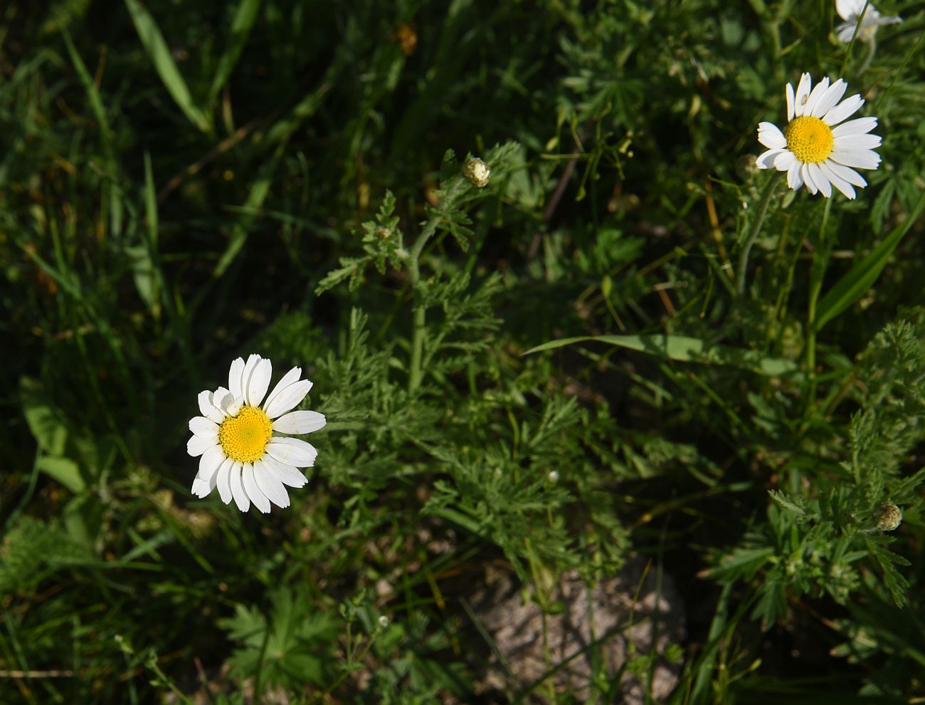 Image of Unknown species specimen.