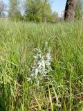Ornithogalum boucheanum. ЛНР, г. Северодонецк, старый парк. 09.05.2026.