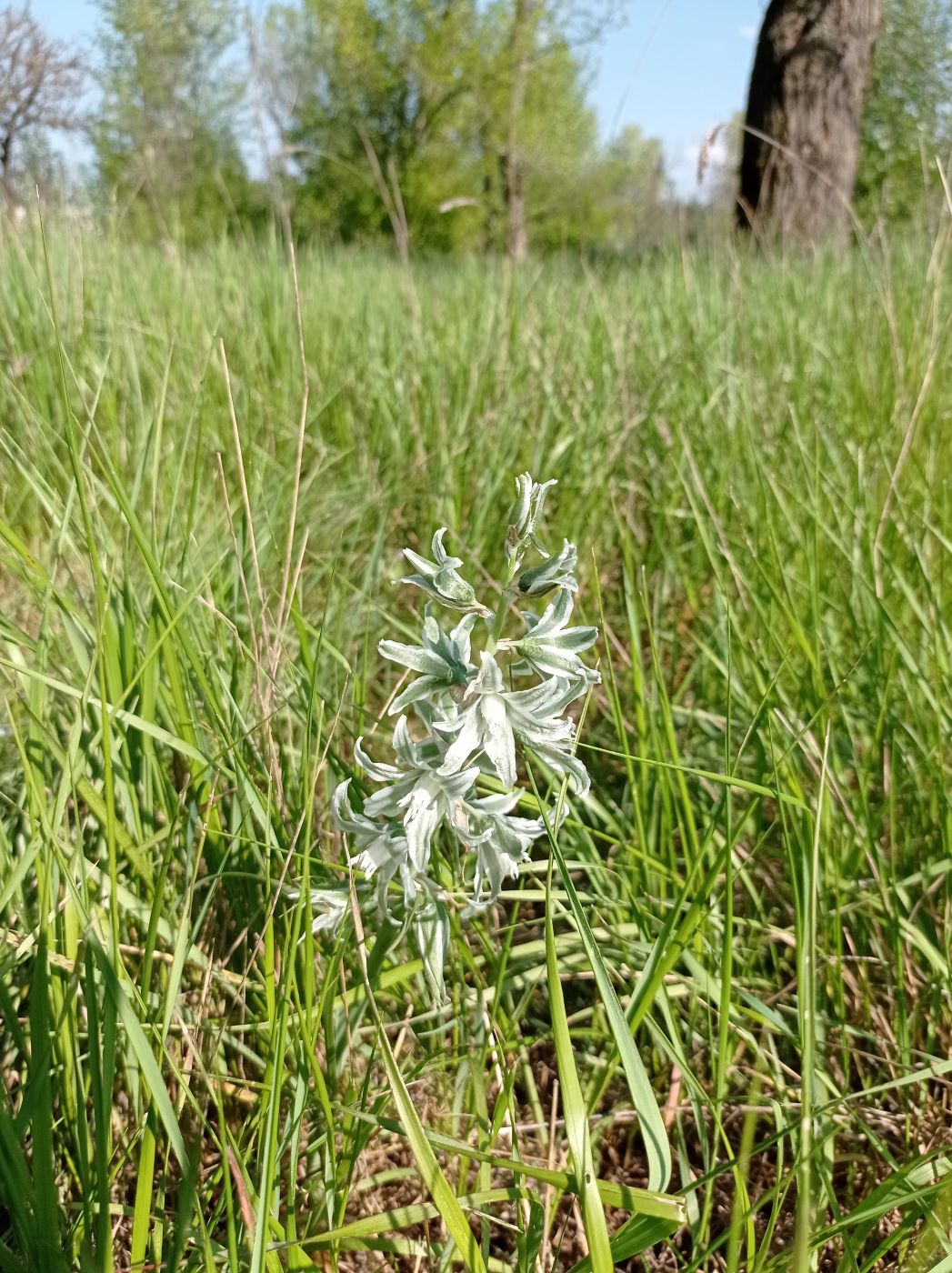 Image of Ornithogalum boucheanum specimen.