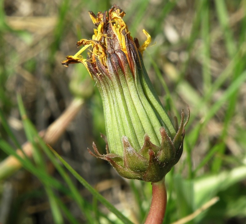 Image of Taraxacum klokovii specimen.