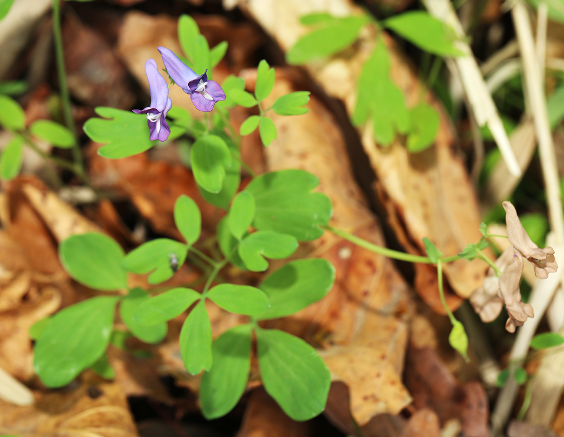 Изображение особи Corydalis ussuriensis.