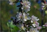 Malus prunifolia. Цветки. Московская обл., Раменский р-н, окр. дер. Хрипань, садовый участок. 16.05.2026.