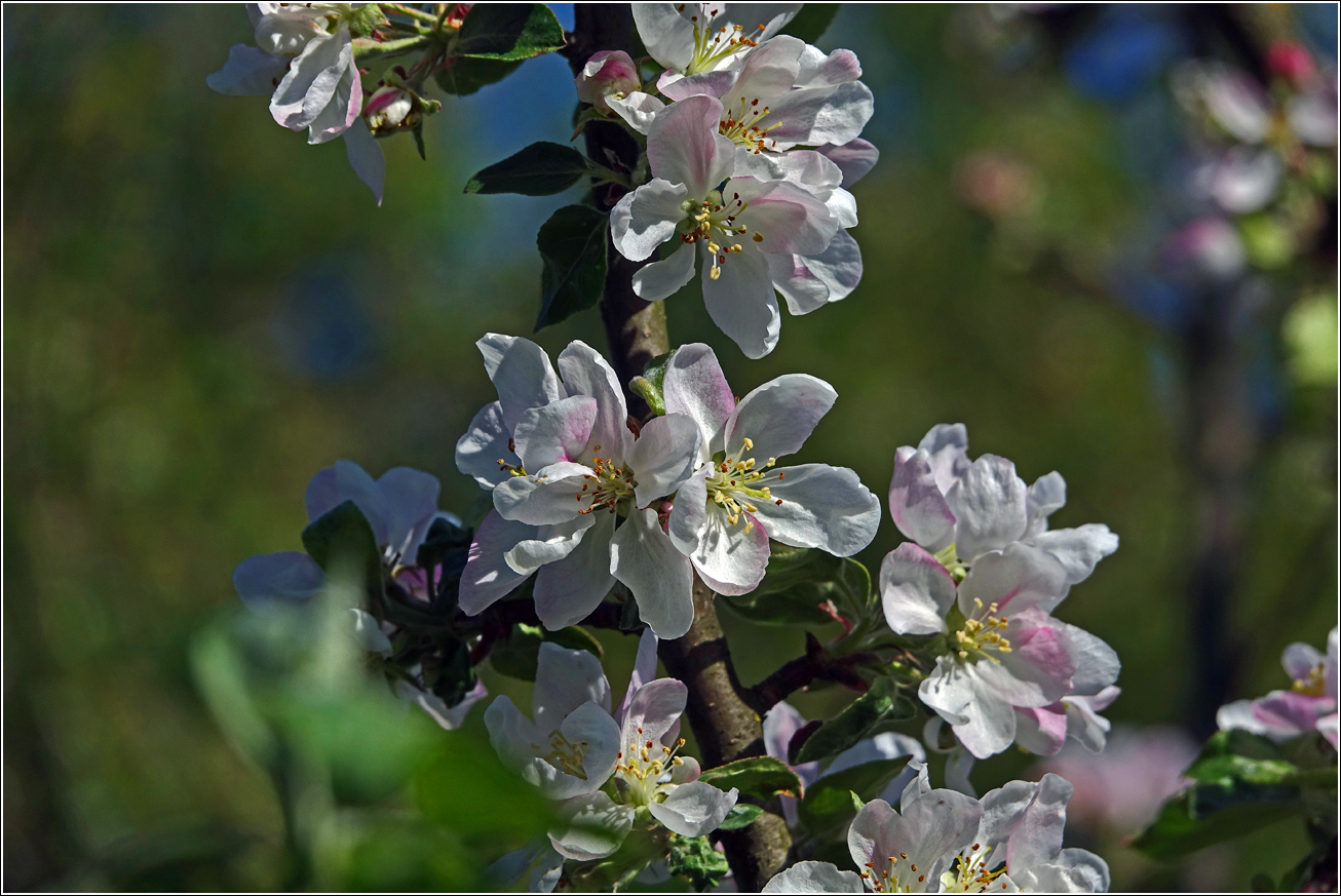 Изображение особи Malus prunifolia.