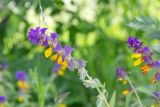 Melampyrum nemorosum. Верхушка цветущих растений. Ленинградская обл., Лужский р-н, окр. пос. Володарское, край возделываемого поля. 26.07.2026.