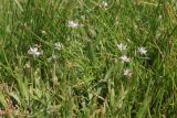 Spergularia media