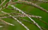 Miscanthus sinensis. Часть соцветия. Португалия, округ Сетубал, п-ов Троя, в культуре. 16.08.2025.