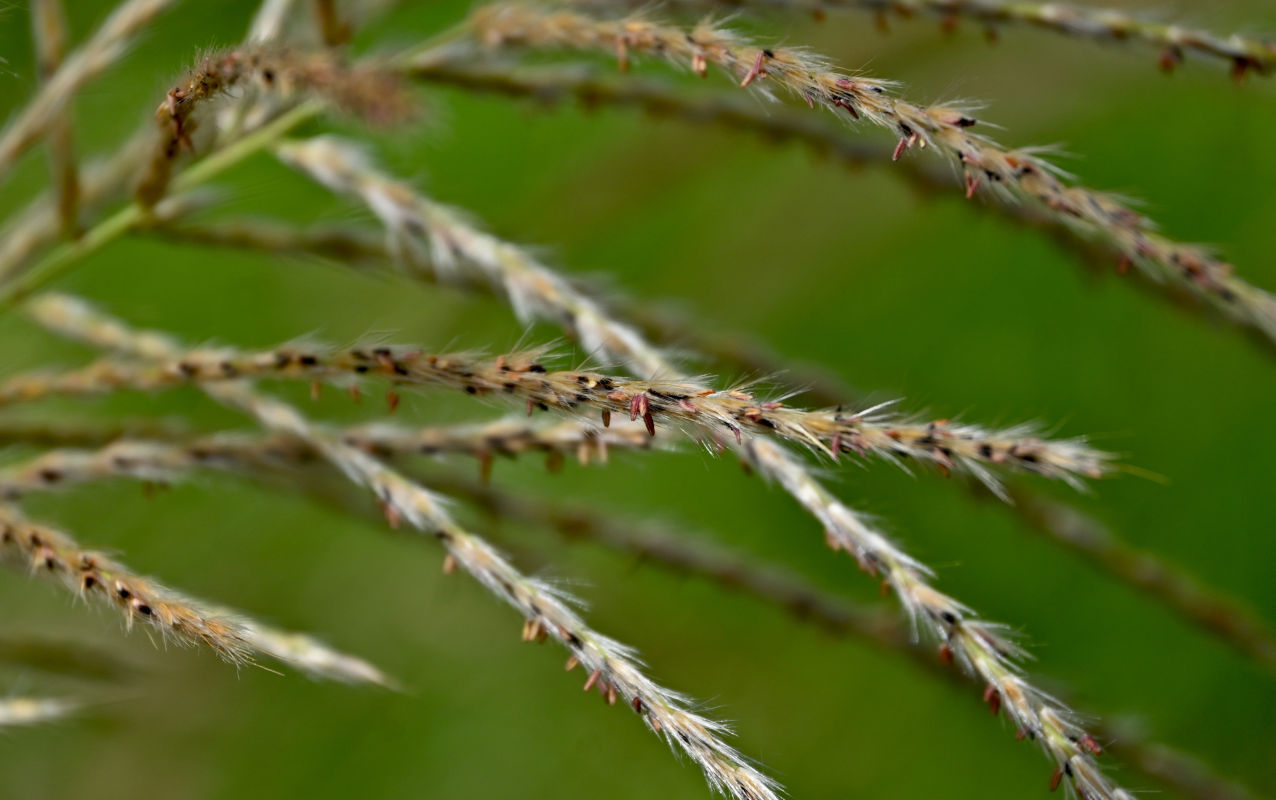 Image of Miscanthus sinensis specimen.