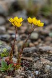 Saxifraga flagellaris. Цветущие растения. Карачаево-Черкесия, Карачаевский р-н, ущ. ручья Тырменлыкол, 3100 м н.у.м., каменистая осыпь. 09.08.2026.