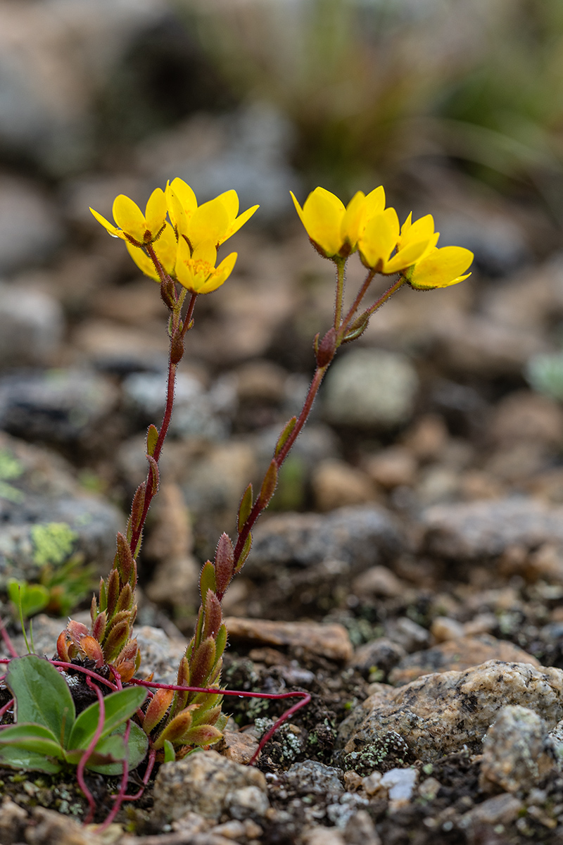 Image of Saxifraga flagellaris specimen.