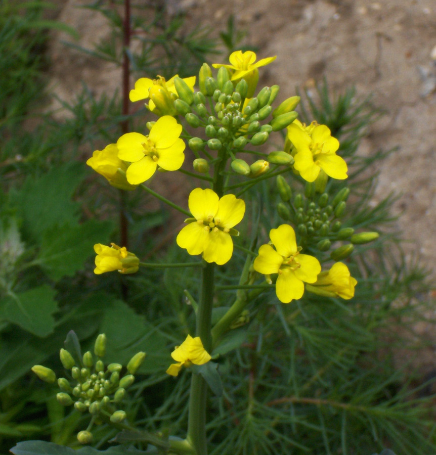 Изображение особи Brassica napus.