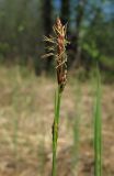 Carex globularis