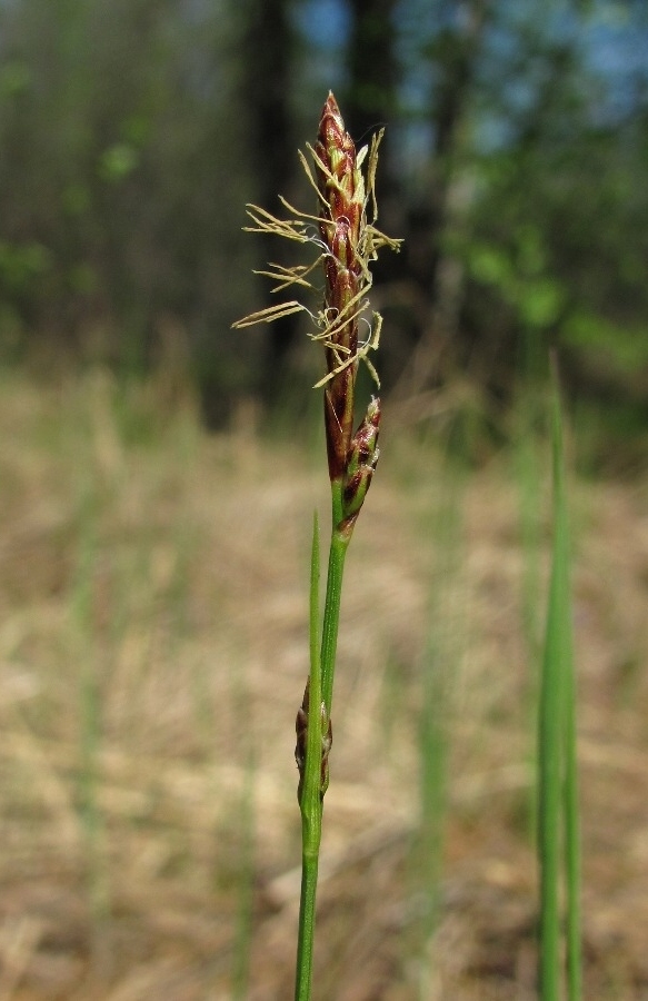 Изображение особи Carex globularis.