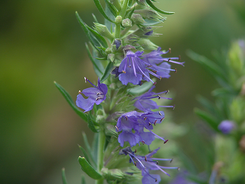 Image of Hyssopus officinalis specimen.