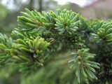 Picea glehnii. Верхушки побегов. Сахалин, окр. г. Южно-Сахалинска, лесопарковая зона. Август 2010 г.