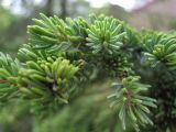 Picea glehnii