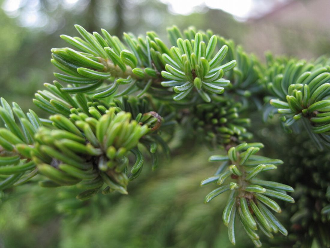 Image of Picea glehnii specimen.