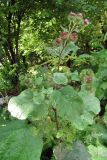 genus Arctium