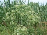 Conium maculatum. Верхушка цветущего растения. Ростовская обл., дельта Дона, окр. г. Азов. 19 июня 2011 г.