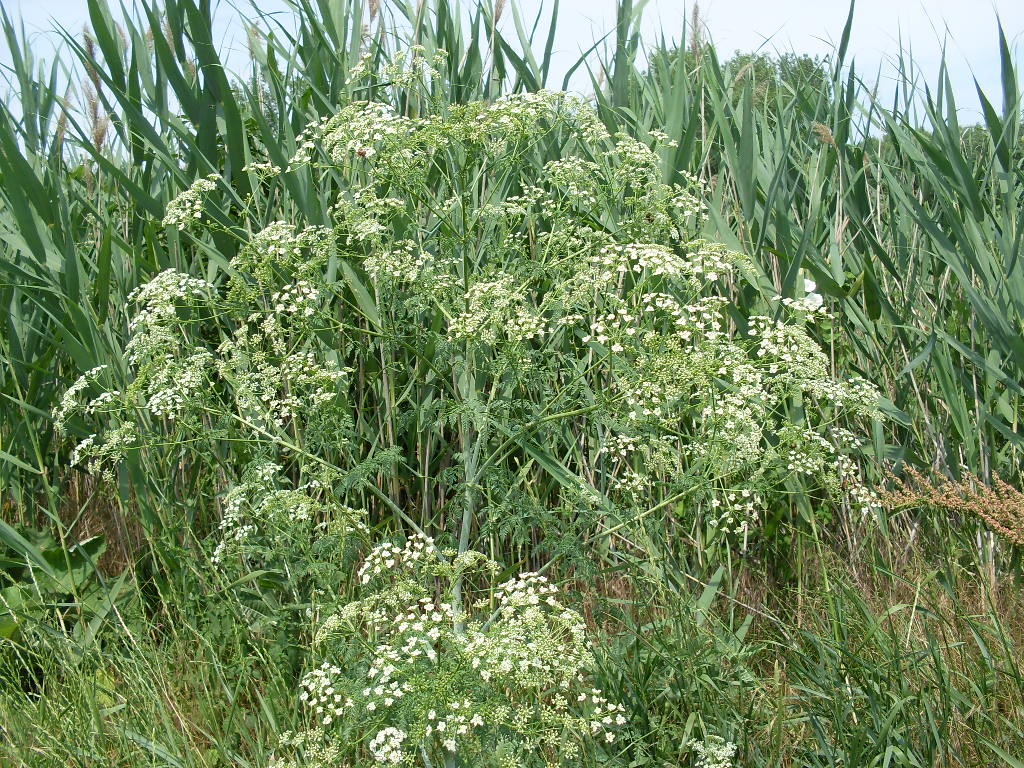 Изображение особи Conium maculatum.