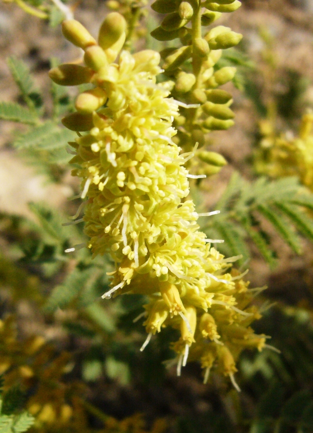 Image of Lagonychium farctum specimen.