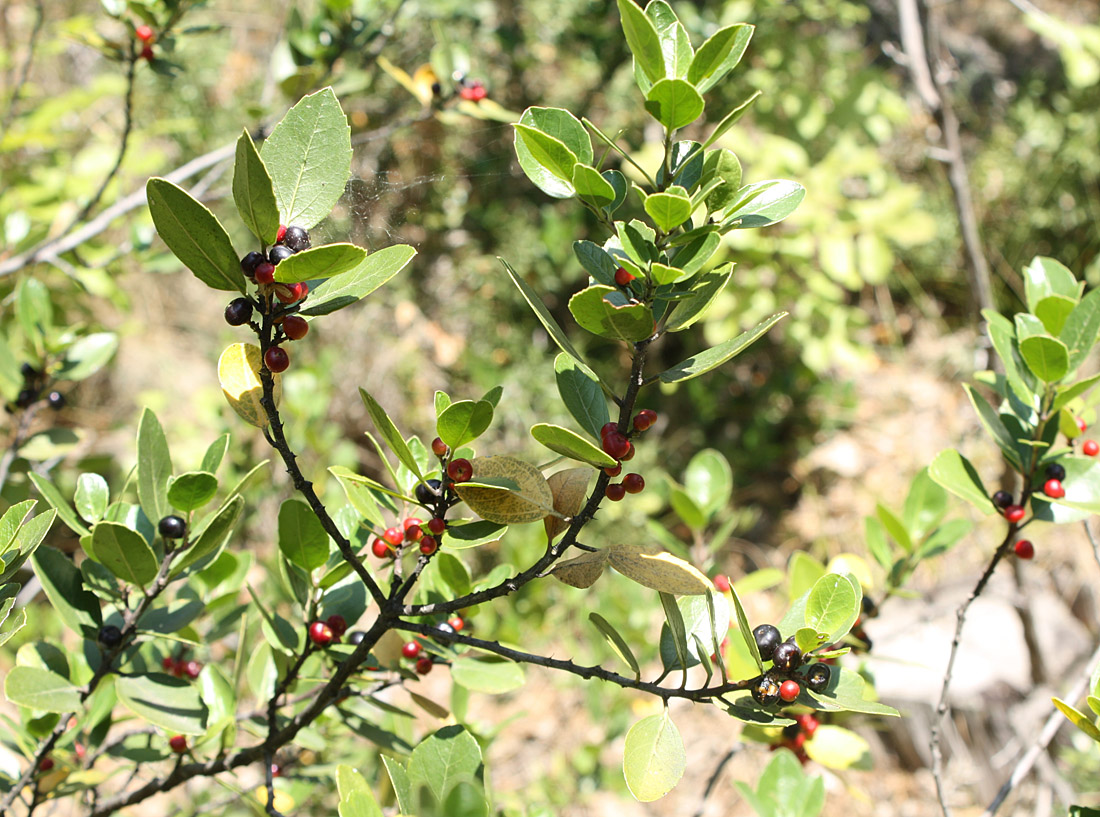 Image of Rhamnus alaternus specimen.