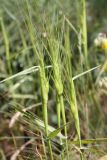 Aegilops triuncialis