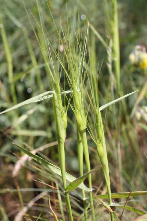 Изображение особи Aegilops triuncialis.