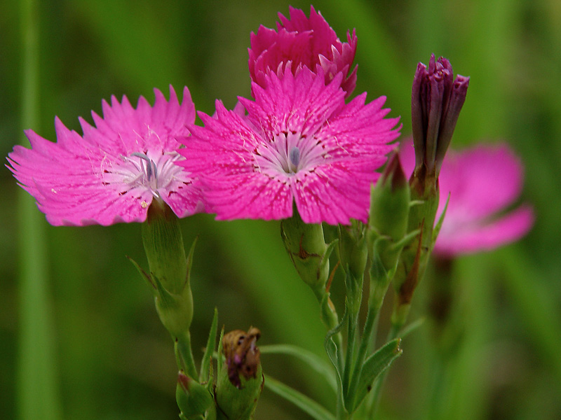 Изображение особи Dianthus fischeri.