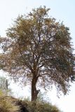 Crataegus pontica. Плодоносящее дерево. Узбекистан, Зарафшанский хр., Самаркандские горы. 21.09.2011.