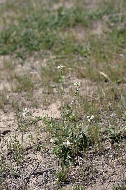 Image of genus Cryptospora specimen.