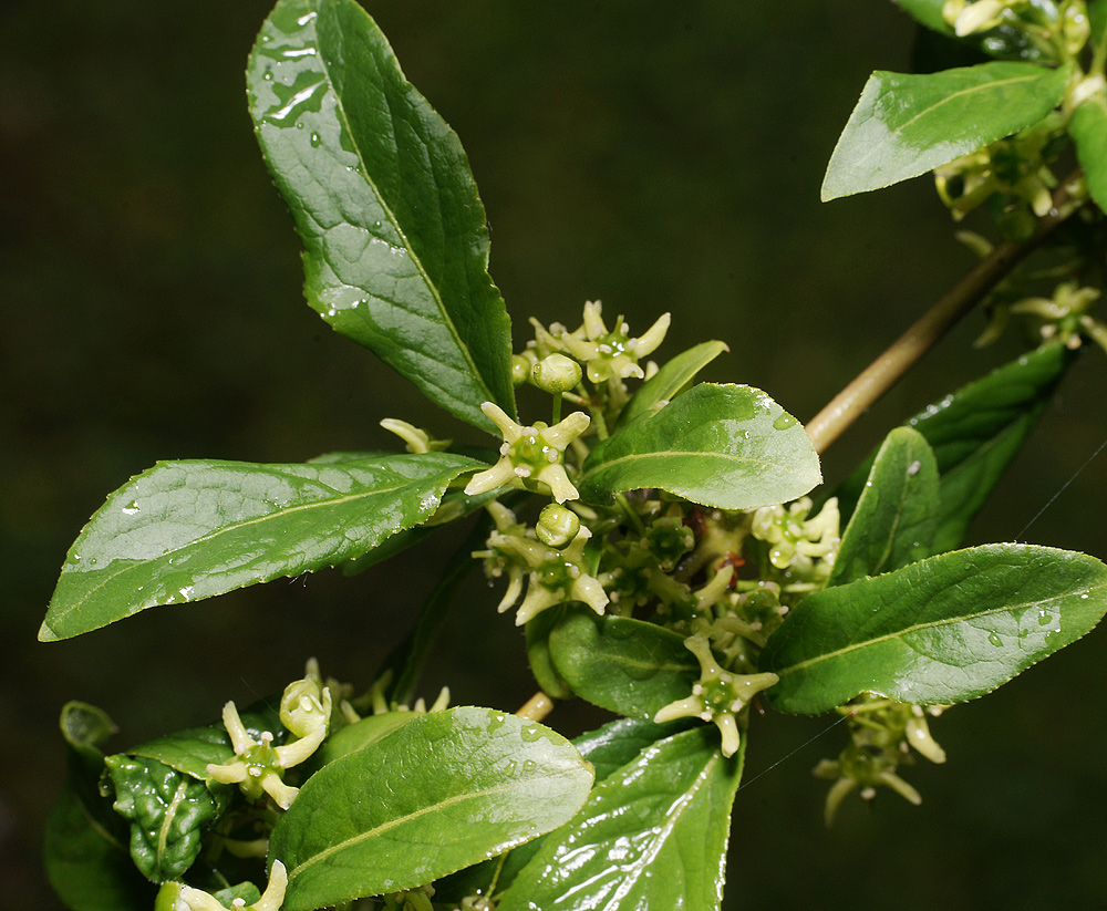 Image of Euonymus europaeus specimen.