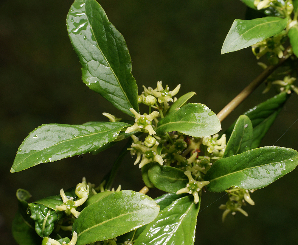 Изображение особи Euonymus europaeus.