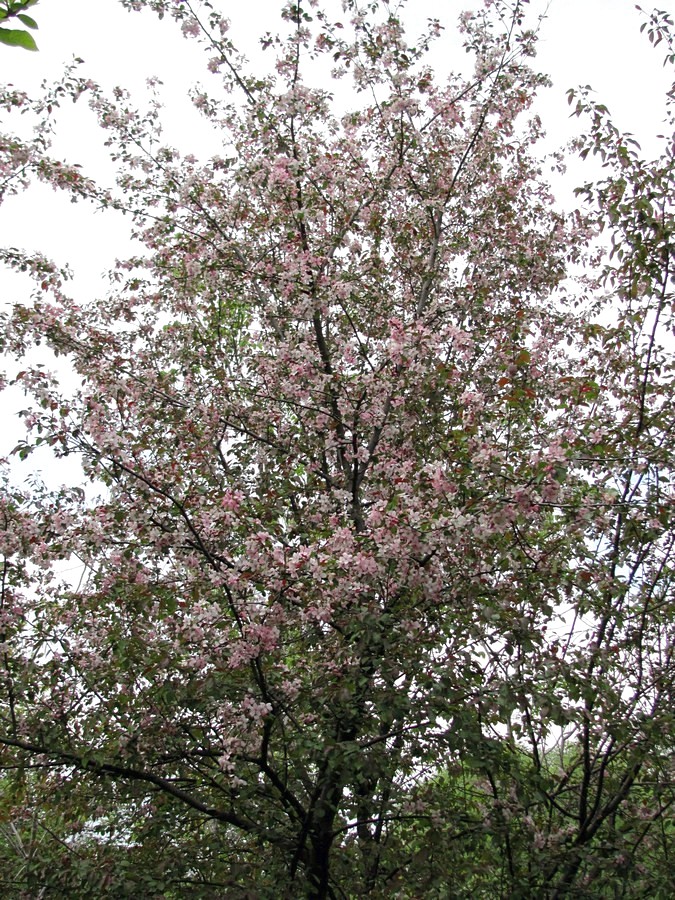 Image of Malus niedzwetzkyana specimen.