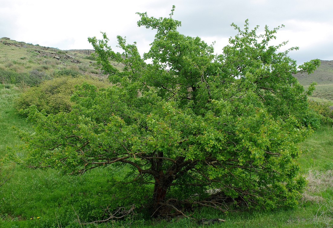 Image of Crataegus turkestanica specimen.