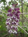 Orchis purpurea ssp. caucasica