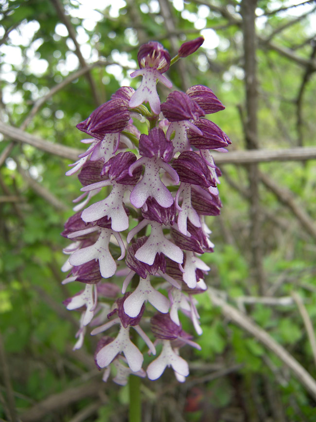 Image of Orchis purpurea ssp. caucasica specimen.