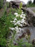 Veronica longifolia