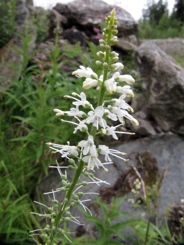 Image of Veronica longifolia specimen.