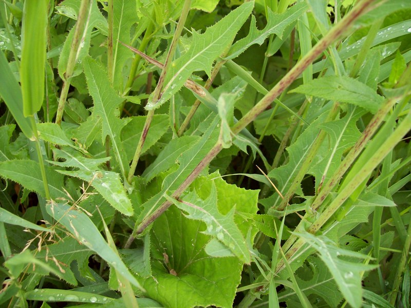 Image of Sonchus arvensis ssp. uliginosus specimen.