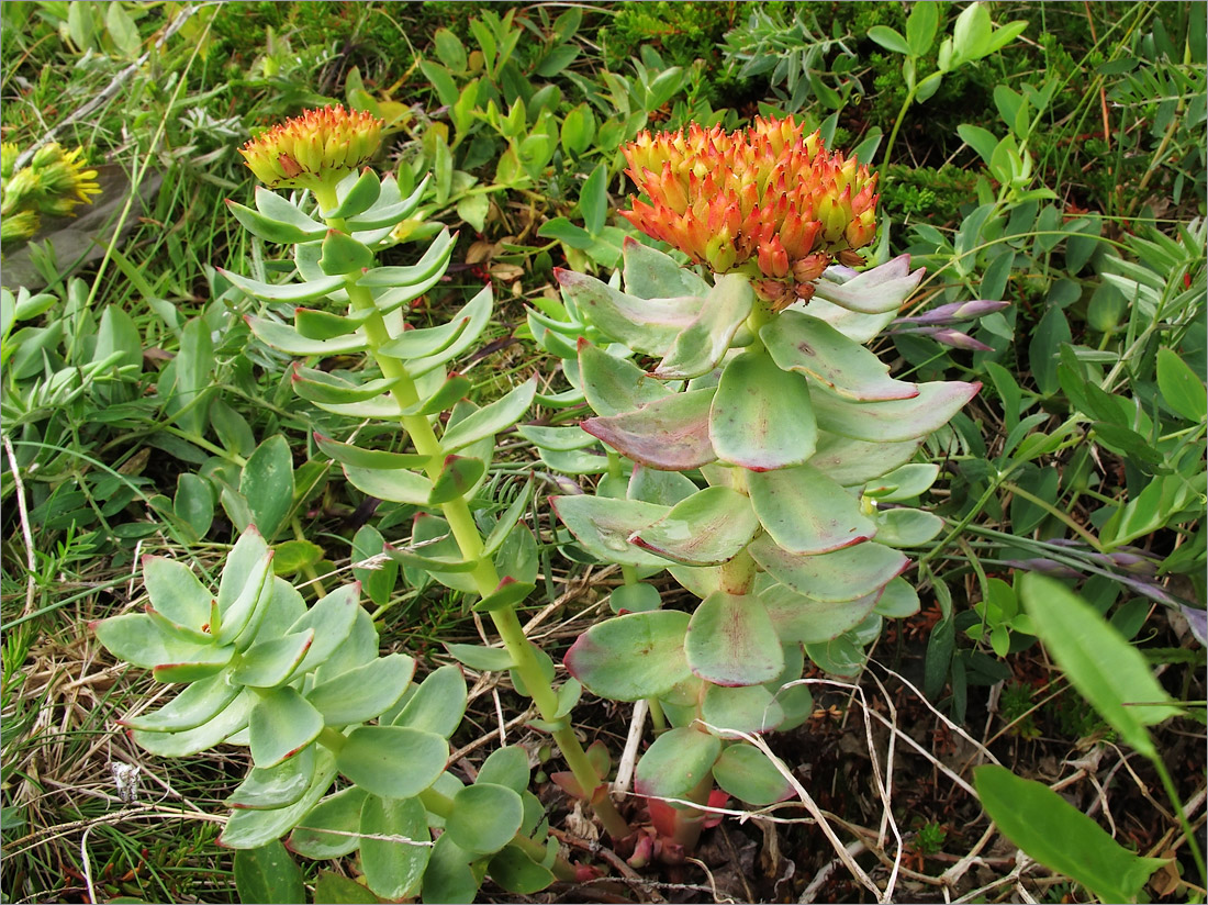 Изображение особи Rhodiola rosea.